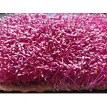 Насіння амаранту Ацтек на мікрогрін, мікрозелень