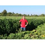 Насіння ЧІА посівне для вирощування на Україні