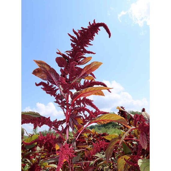 Насіння амаранту Ацтек на мікрогрін, мікрозелень, зображення 2