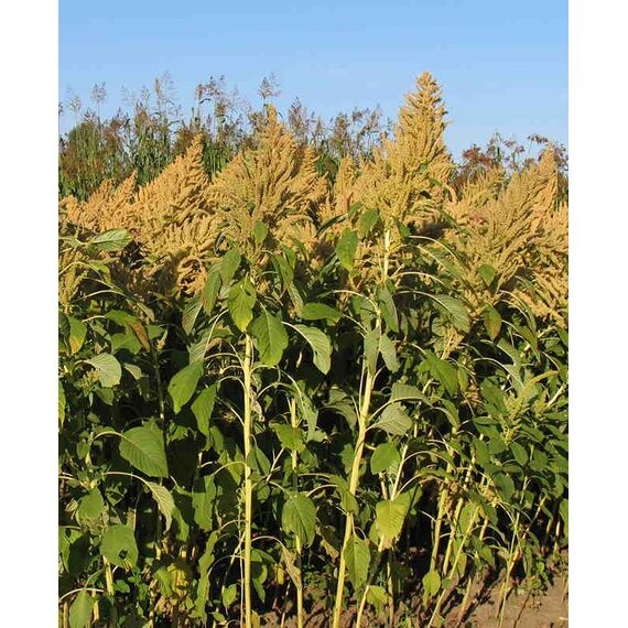 Насіння амаранту сорту Кремовий, Перша репродукція, зображення 2