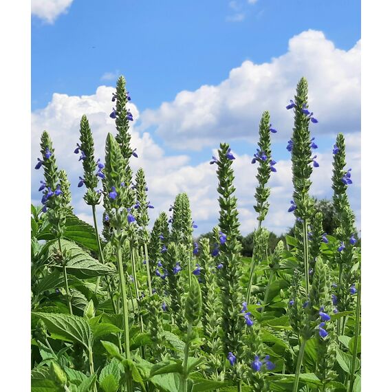 Семена ЧИА посевные для выращивания на Украине, изображение 2