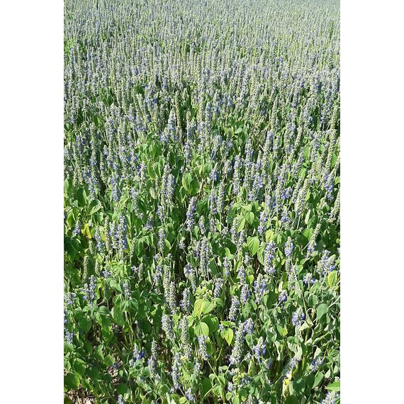 Семена ЧИА посевные для выращивания на Украине, изображение 3