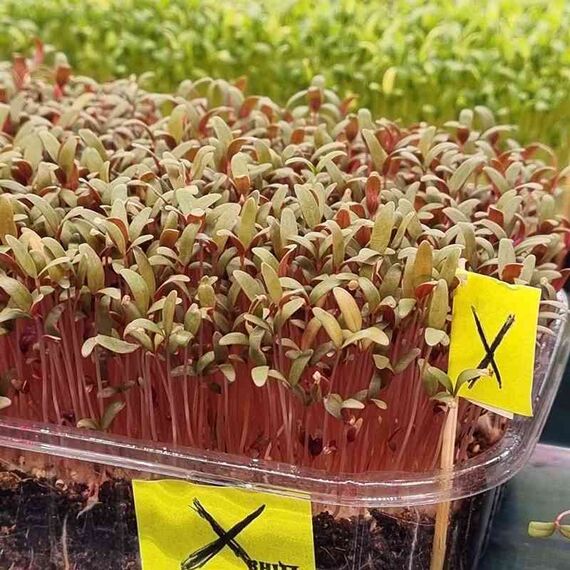 Насіння Амаранту сорту Харьківский-1, зображення 8