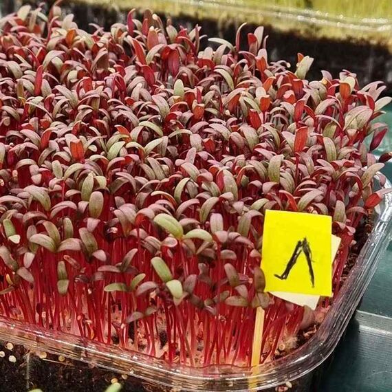 Насіння Амаранту сорту Лера на мікрогрін, зображення 4