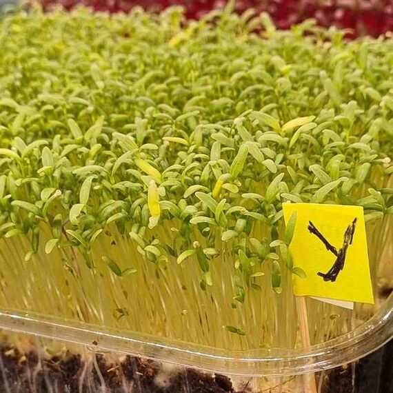 Насіння Амаранту сорту Ультра, зображення 6 Насіння Амаранту сорту Ультра, зображення 6