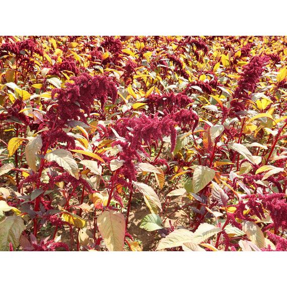 Амарант сорту Ацтек на мікрозелень від amarant-bio.in.ua