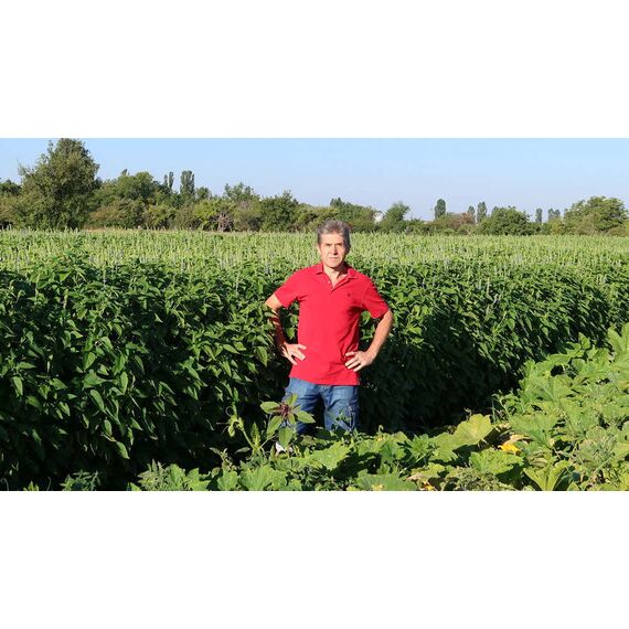 Крафтовий фіточай з листя ЧІА (Salvia Hispanica) - обмежена сезонна партія, зображення 2