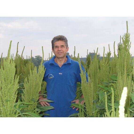 Насіння Амаранту сорту Ультра, зображення 4 Насіння Амаранту сорту Ультра, зображення 4