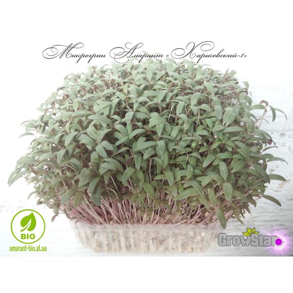 Насіння Амаранту сорту Харьківский-1, зображення 7