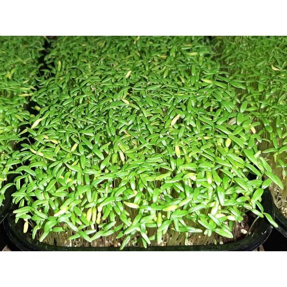 Насіння Амаранту сорту Ультра, зображення 7 Насіння Амаранту сорту Ультра, зображення 7